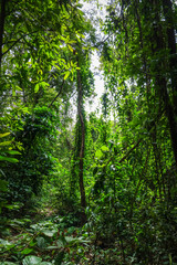 Fototapeta na wymiar jungle forest, Chiang Mai, Thailand
