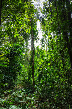 jungle forest, Chiang Mai, Thailand