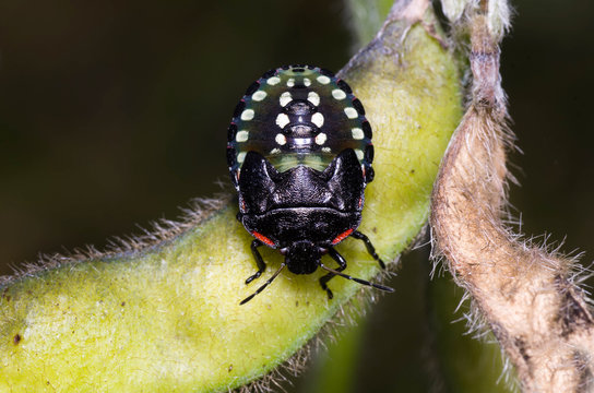 Piccola cimice su di un baccello di soia
