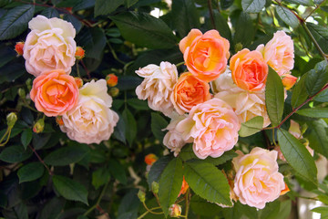 rosenstrauch