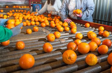 The manual selection of fruits: a worker ckecking oranges to reject the seconde-rate ones