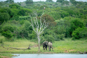 Elephant bulls having a wrestling match