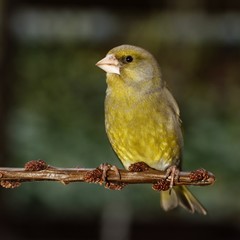 Obraz premium The Greenfinch on the branch. East Moravia. Europe.