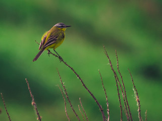 Summer bird