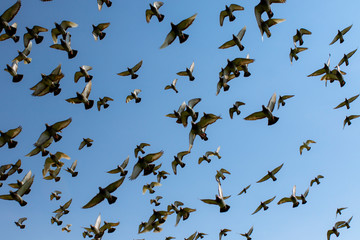 flock of speed racing pigeon bird flying against clear blue sky