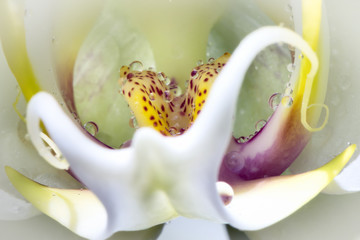 Water drops inside a Phalaenopsis Orchid