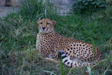 Cheetah