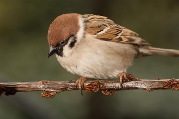 Tree sparrow (Passer montanus) on a branch.  East Moravia. Europe.