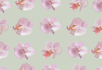 Fototapeta na wymiar Vector seamless pattern with beautiful pink orchids.
