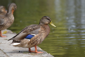 mallard duck