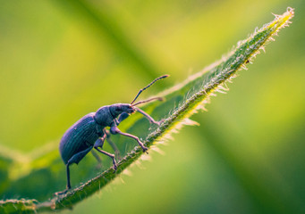 Beetle