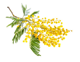 Acacia dealbata, known as silver wattle, blue wattle or mimosa
