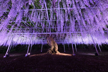 足利フラワーパーク