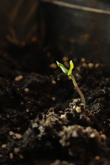 plant growing. seedling. seed growing through soil. 