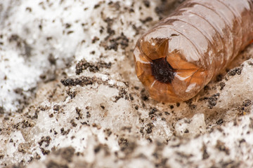 Discarded plastic bottle on dirty snow