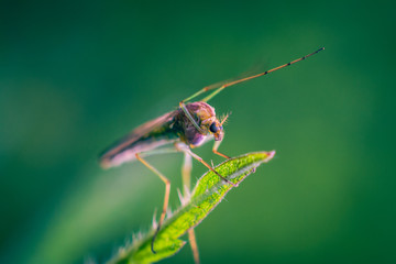 Mosquito