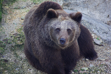 Obraz na płótnie Canvas Brown Bear