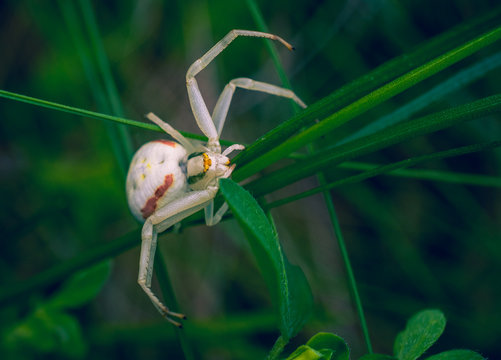 Spider