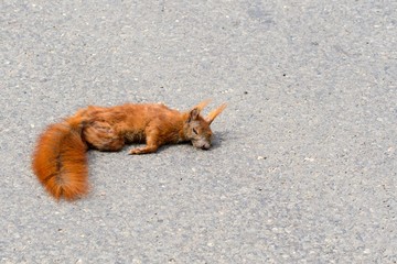 Ein totes Eichhörnchen auf einer Strasse