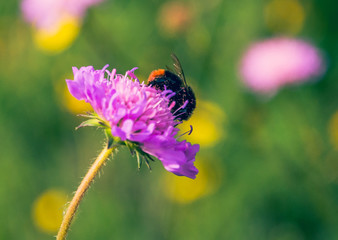 Bee