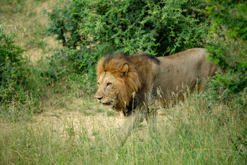 Large male lion doing a patrol 