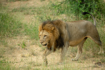 Large male lion doing a patrol 