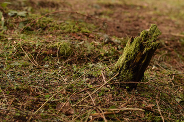 detail from forest