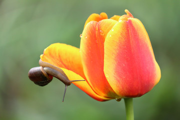 Grape snail crawling on a red-orange tulip.