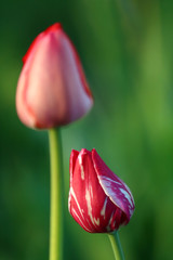 Two closed pink tulips on a green grass background.