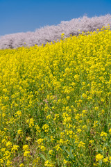 Obraz premium 菜の花と桜