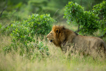 Large male lion doing a patrol 