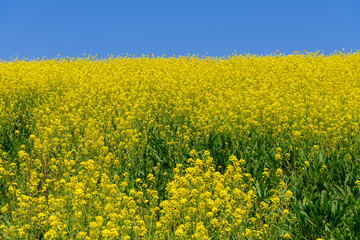 Obraz premium 菜の花