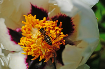Fototapeta na wymiar A bee flies over a tree peony flower with white large petals and a yellow center on a bush with green leaves on a sunny spring day