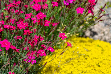 carnations on a background of yellow flowers