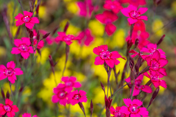 carnations on a background of yellow flowers