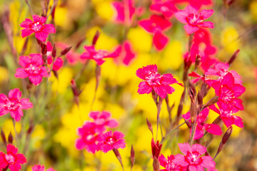 carnations on a background of yellow flowers