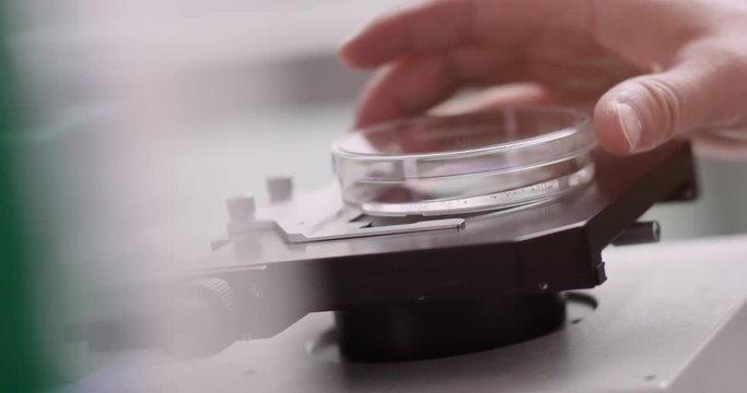 Scientist opening petri dish on a microscope
