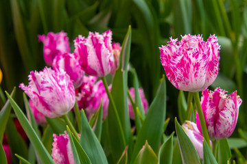 Fototapeta premium Decorative flowers in a greenhouse