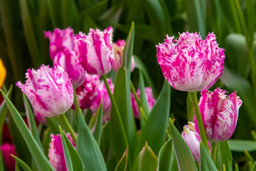 Decorative flowers in a greenhouse