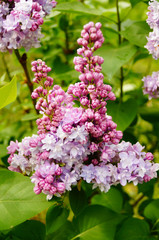 Fototapeta premium Lilac, purple and pink lilac flowers on a branch with green leaves on a spring sunny day