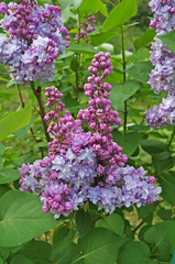 Lilac, purple and pink lilac flowers on a branch with green leaves on a spring sunny day