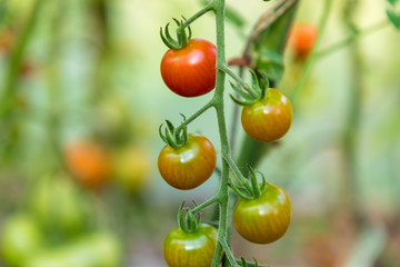 tomatoes on a vine in the garden