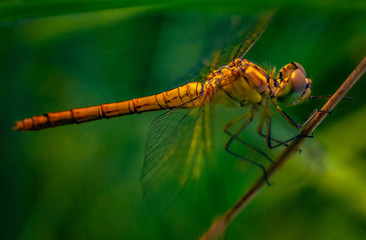 Dragonfly