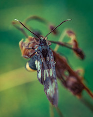 Fly