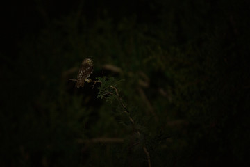 African barred owlet