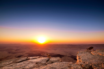 mountain goats over the sunrise landscape view in Mitzpe Ramon, Israel