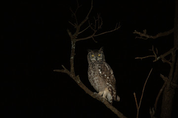 Spotted Eagle owl