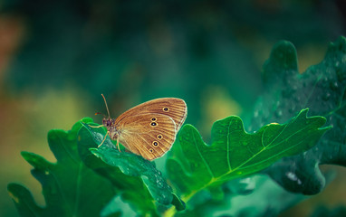 Fototapeta premium Butterfly