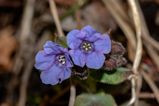 alkanna tinctoria