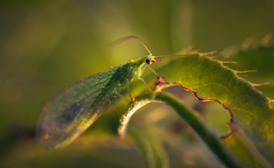 Fly